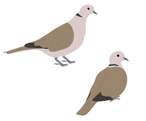 Set of Eurasian collared dove bird. Streptopelia decaocto isolated on white background. Medium-sized pigeon. Vector illustration.