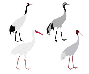 Fototapeta premium Set of Gruidae bird. Sarus crane (Antigone antigone), Siberian crane (Leucogeranus leucogeranus), common crane (Grus grus), Japanese red-crowned crane (Grus japonensis). Isolated on white background.