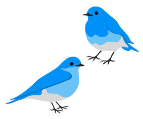 Set of Mountain bluebird bird. Sialia currucoides isolated on white background. Small thrush. Vector illustration.
