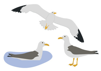 Set of European herring gull bird. Larus argentatus isolated on white background. Large seabirds is flying, standing and swimming (floating) on water. Vector illustration.
