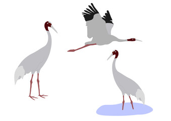 Naklejka premium Set of Sarus crane bird. Antigone antigone isolated on white background. Flying and standing. Gruidae family, large, long-legged, and long-necked bird. Vector illustration.