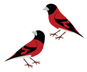 Set of Red siskin bird. Spinus cucullatus isolated on white background. Genus of passerine birds in the finch family. Small endangered finch. Red and black. Vector illustration.