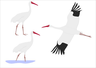 Set of Siberian white snow crane bird. Leucogeranus leucogeranus isolated on white background. Flying and standing. Gruidae family, large, long-legged, and long-necked bird. Vector illustration.