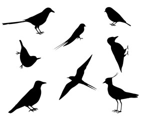 Set of silhouettes of european birds. Eurasian magpie, tit, swallow, tern, crow, nuthatch, lapwing, woodpecker. Isolated on white background. Vector illustration.