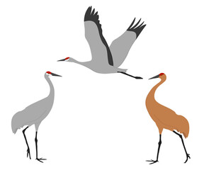 Set of Sandhill crane bird. Antigone canadensis isolated on white background. Flying and standing. Gruidae family, large, long-legged, and long-necked bird. Vector illustration.