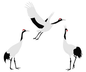 Set of Red-crowned crane bird, Manchurian or Japanese crane. Grus japonensis isolated on white background. Flying and standing. Gruidae family, large, long-legged, and long-necked. Vector illustration