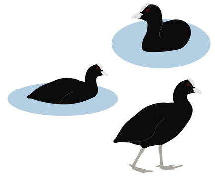 Set of common Eurasian Australian coot bird. Fulica atra isolated on white background. Rail and crake bird family. Standing and swimming, floating on the water. Vector illustration.