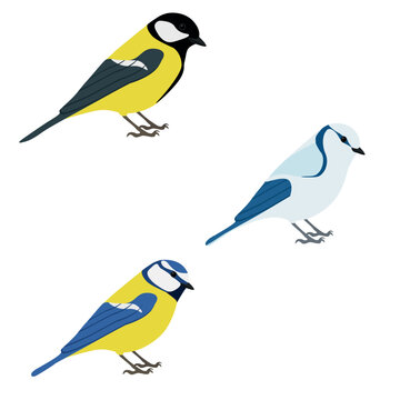 Set of tit bird. Great tit (Parus major), Eurasian blue tit (Cyanistes caeruleus), azure tit (Cyanistes cyanus) isolated on white background. Passerine bird. Paridae. Vector illustration.