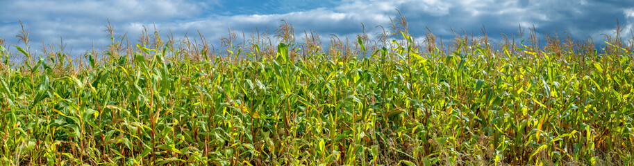  Corn a North American cereal plant that yields large grains, or kernels, set in rows on a cob. Its many varieties yield numerous products, highly valued for both human and livestock consumption.