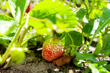 growing strawberries in the garden