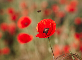 Poppy Flower and Bumblebee. Bumblebee pollinating Poppy flower. Fliyng Bumblebee. Low Angle View