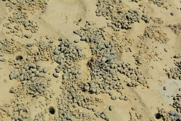 crab on the beach