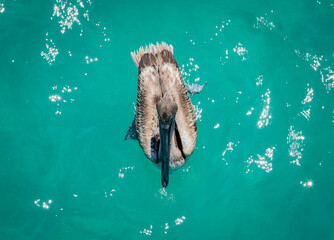 Pelican in water