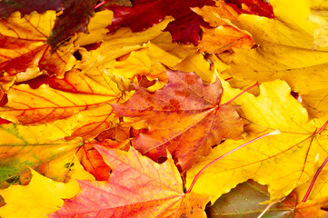 Naklejka na ściany i meble Autumn leaves on a white background. Love the trees until the leaves fall off and then invite them to try again next year. Sweater weather is better together