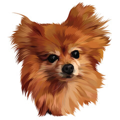 pomeranian dog portrait