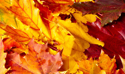Autumn leaves on a white background. Autumn is old; Dry leaves flew around; He collected the gold...