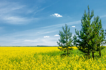 Rapeseed (Brassica napus subsp. Napus) with bright yellow flowering, cultivated thanks to oil-rich...