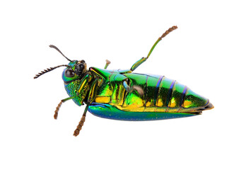 metallic wood-boring beetle on transparent png