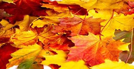 Naklejka na ściany i meble Autumn leaves on a white background. Summer makes me sleepy. Autumn makes me sing. Winter is pretty lousy but I hate spring