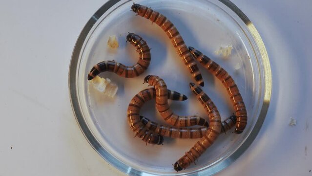 Meal worms in a petri dish on a white background in the laboratory. Biochemical experiments and research