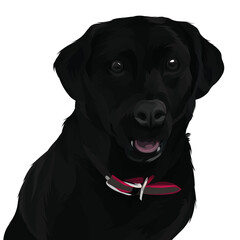 black labrador retriever