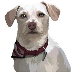 jack russell terrier in a red collar