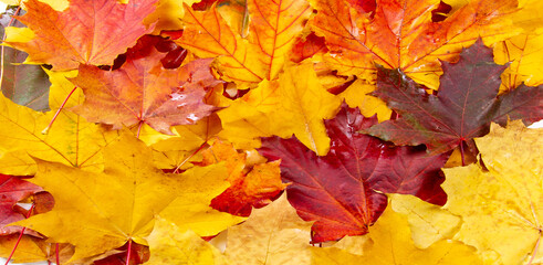 Naklejka na ściany i meble Autumn leaves on a white background. Autumn is everyone's favorite season. The leaves are changing color, the air is crisp and the weather is perfect for outdoor activities.