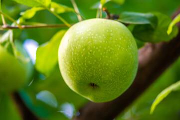 Apples. the orchard smelled of wet wood and ripe fruit. It was a strong, dizzying aroma, and...