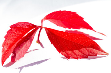 Autumn leaves on a white background. While autumn lasts, I don’t have enough hands, a camera and...