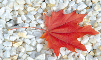 Autumn maple leaf, a flattened structure of a higher plant, similar to a blade that attaches...