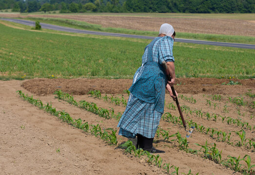 Amish woman working in the garden