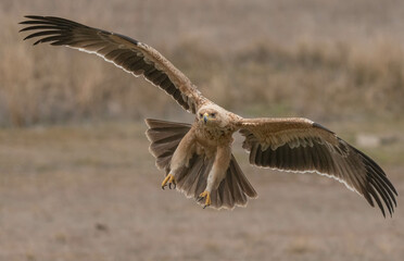 the majestic spanish imperial eagle 