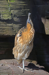 Eurasian bittern or great bittern (Botaurus stellaris), shy bird, and if disturbed, often points its bill directly upwards and freezes in that position