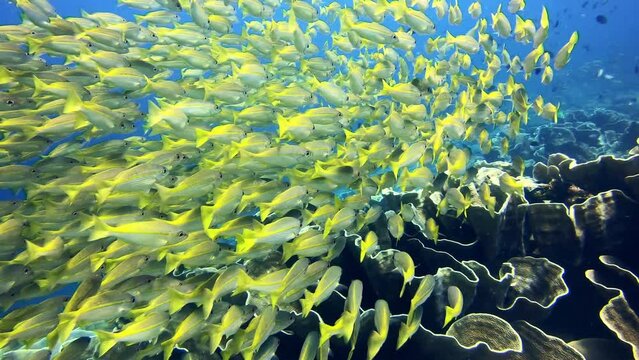 Swimming fish, coral reef and ocean water with diving, animals and sea background. Underwater, nature and tropical animal group in Hawaii with aquarium, travel and marine ecosystem with wildlife