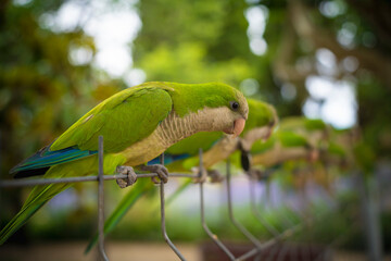 Green parrots of Barcelona