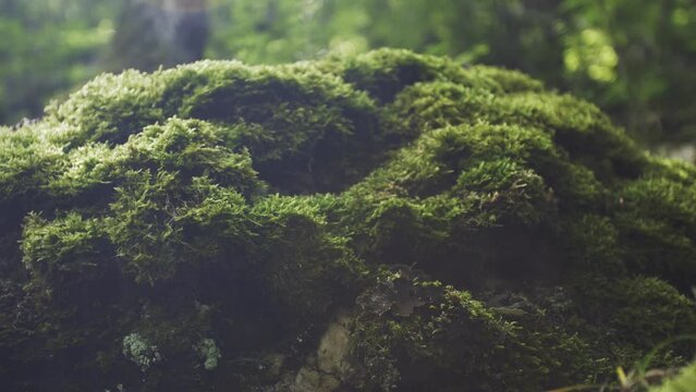 Bright green moss on a stone in the forest. Juicy tasty landscape. Parallax. Background in blur and sun glare