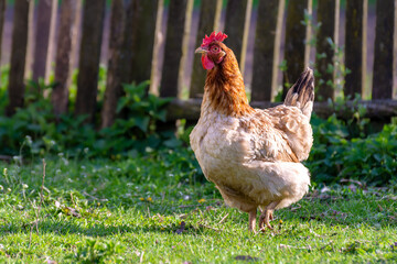 Red hen on the green grass next to the fence
