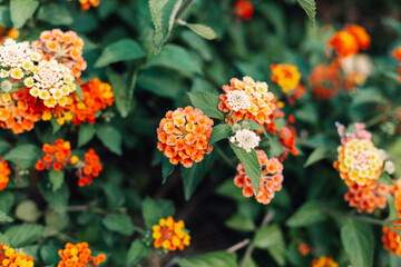 beautiful orange flowers texture blossom background wallpaper