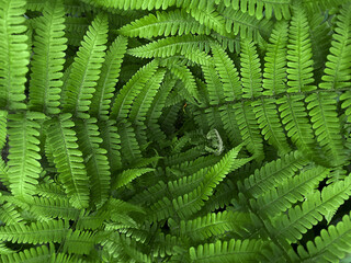 fern leaf in the forest