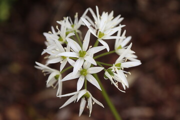 Allium ursinum, bear's garlic flower, detail
