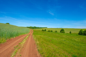 Fototapeta na wymiar summer landscape, dirt road from black soil, blue cloudless sky, green wheat, a walk along the European part of the earth