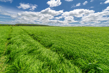 Spring photography, young shoots of cereals. Ripening wheat. Green shoots of photosynthesis under...