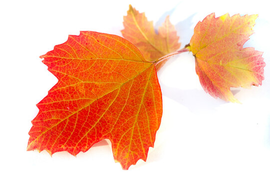 Autumn leaves on a white background. While autumn lasts, I don’t have enough hands, a camera and paints to draw the beautiful things that I see.