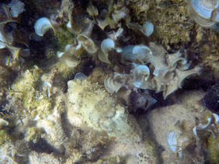 Seppia comune - Sepia officinalis