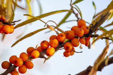 Sea buckthorn contains vitamins A, B1, B2, B6, C and other active ingredients. It may have some activity against stomach and intestinal ulcers and heartburn symptoms.