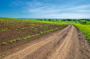 Fototapeta na wymiar summer landscape, sultry summer days, seedlings of corn in cultivated fields