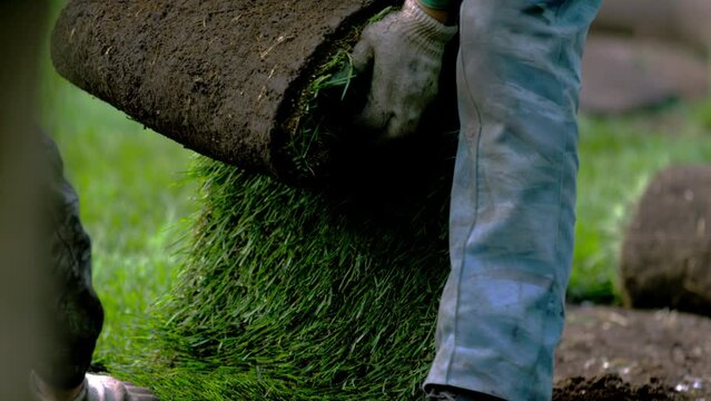 Men city workers take roll of turf and unroll on topsoil of city park. Teamwork helps perform quick and accurate lawn laying crop body slow motion