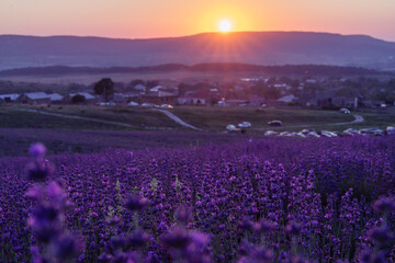 Fototapeta premium Lavender flower field. Violet lavender field sanset close up. Lavender flowers in pastel colors at blur background. Nature background with lavender in the field.