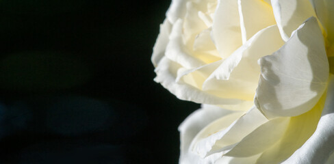 Garden rose. Shallow depth of field. Vitality fills the entire bouquet, fully opening into a large...