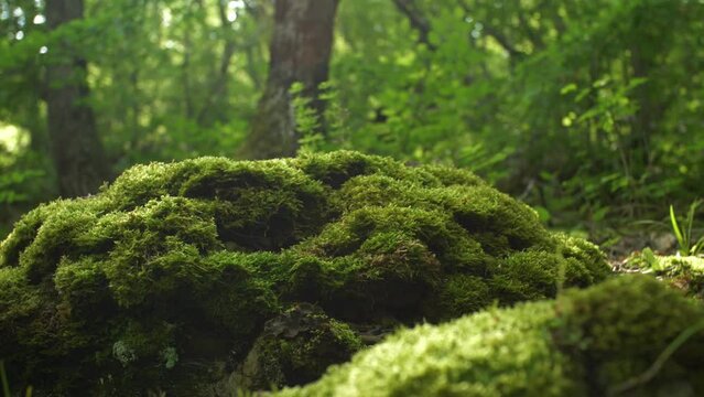 Bright sun glare over green moss on a stone in the forest. Juicy tasty landscape. The happiness of unity with nature. Feast of the soul and body. Wonders of nature. Slow motion camera moves